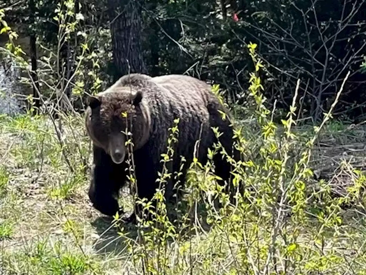 Grizzly bear sighted in Port McNeill area, residents asked to secure garbage, pet food