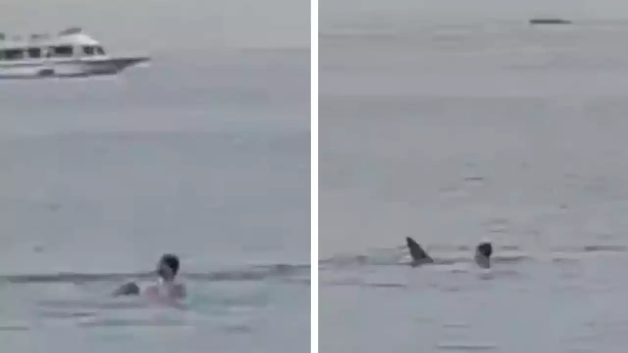 Horrifying Video Shows Man Killed in Shark Attack Off Coast of Egypt’s Red Sea