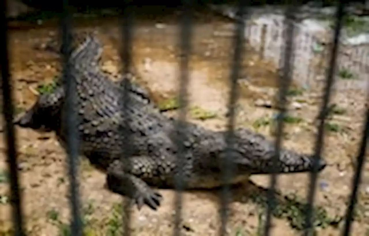 An isolated crocodile laid eggs. She impregnated herself, scientists say.