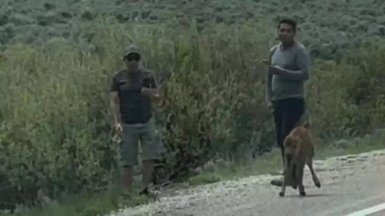 Two people who allegedly harassed bison calf at national park being hunted by authorities