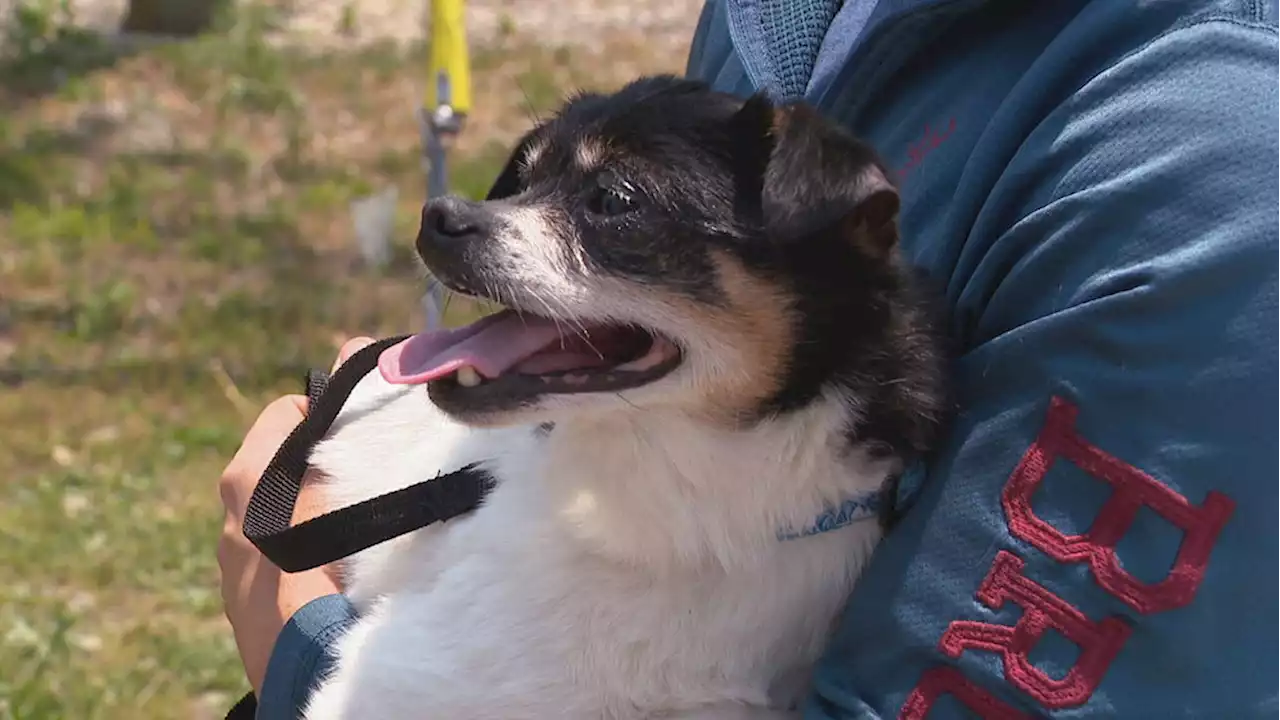 Dog found alive in dumpster, owner explains why he put him in trash bag