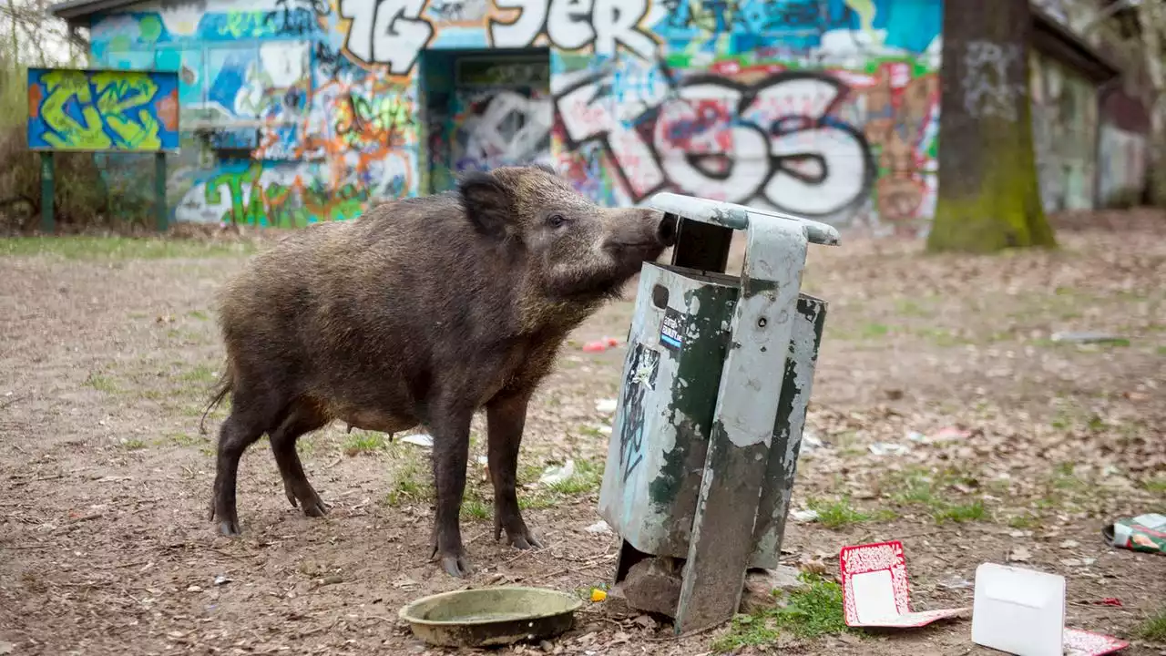 Teils mehr Bewegungen von Wildtieren durch Corona-Lockdowns