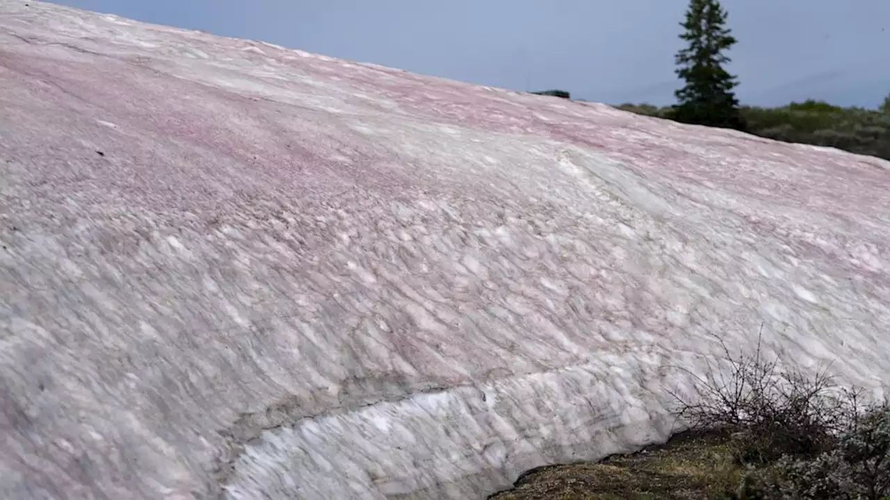 'Watermelon snow' piques curiosities in Utah after abnormally wet winter