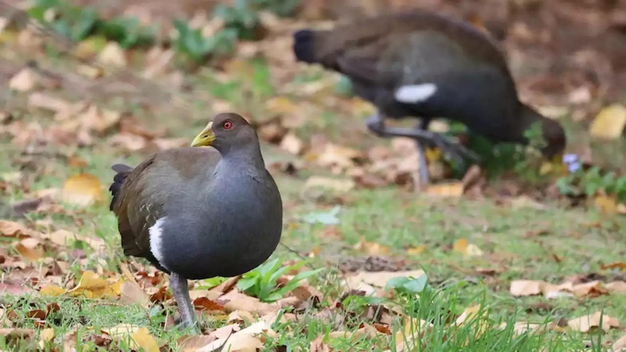 Tasmania's 'turbo chooks' outrunning climate change, research shows