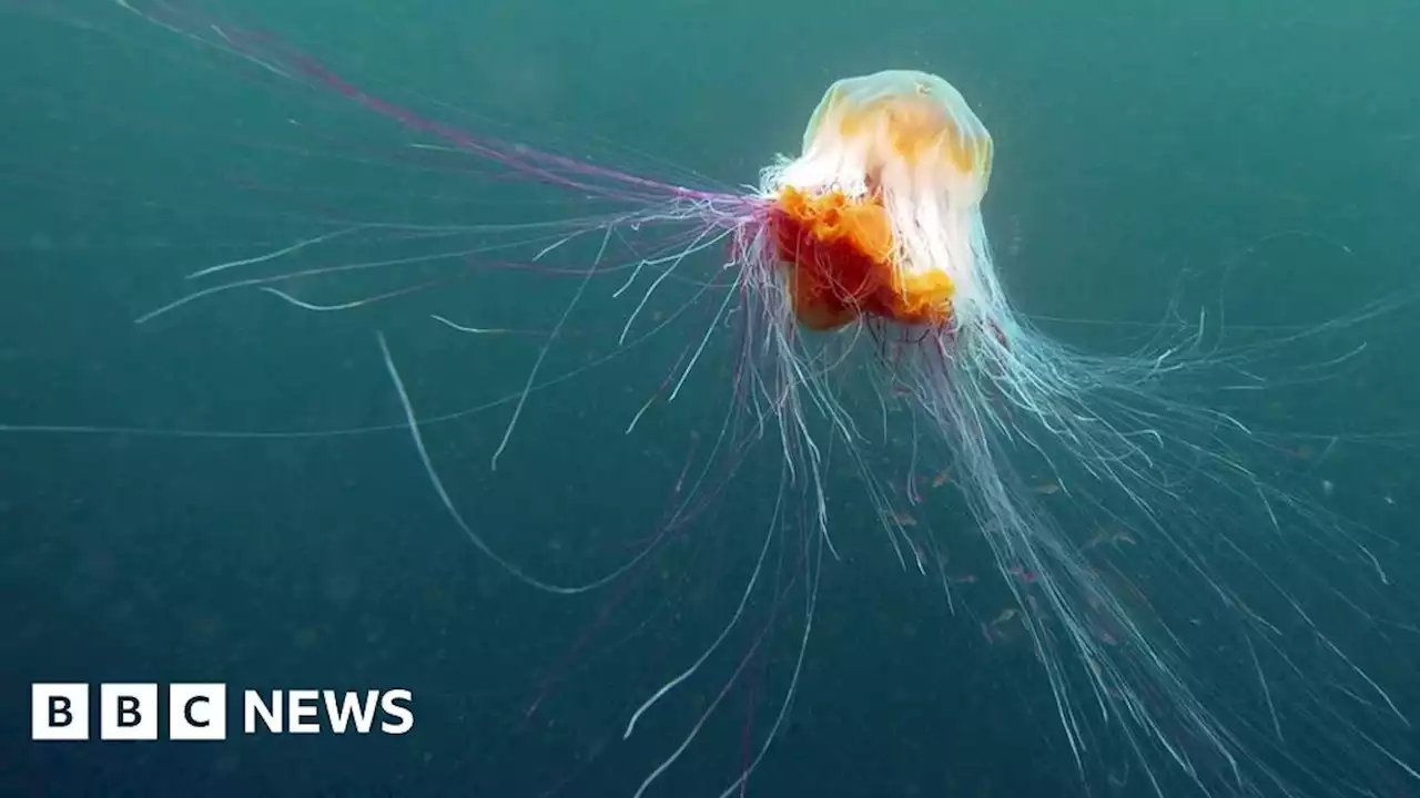 Jellyfish: Should sea swimmers expect to see more?