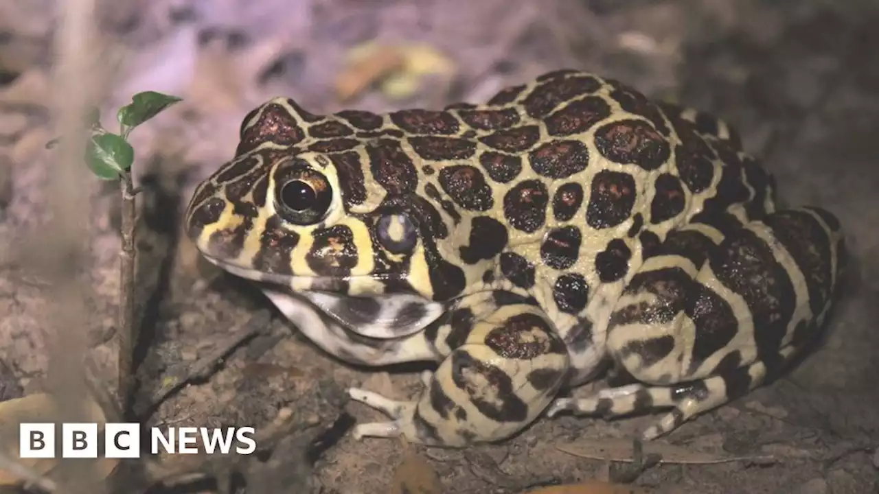 Sex life of rare 'leopard-print' frog revealed