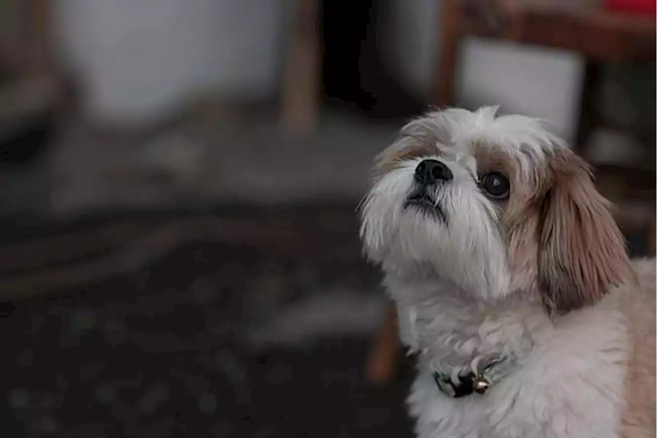 Un clip de la Fondation Bardot s'attaque aux Français 'sans scrupule' qui abandonnent leur animal l'été