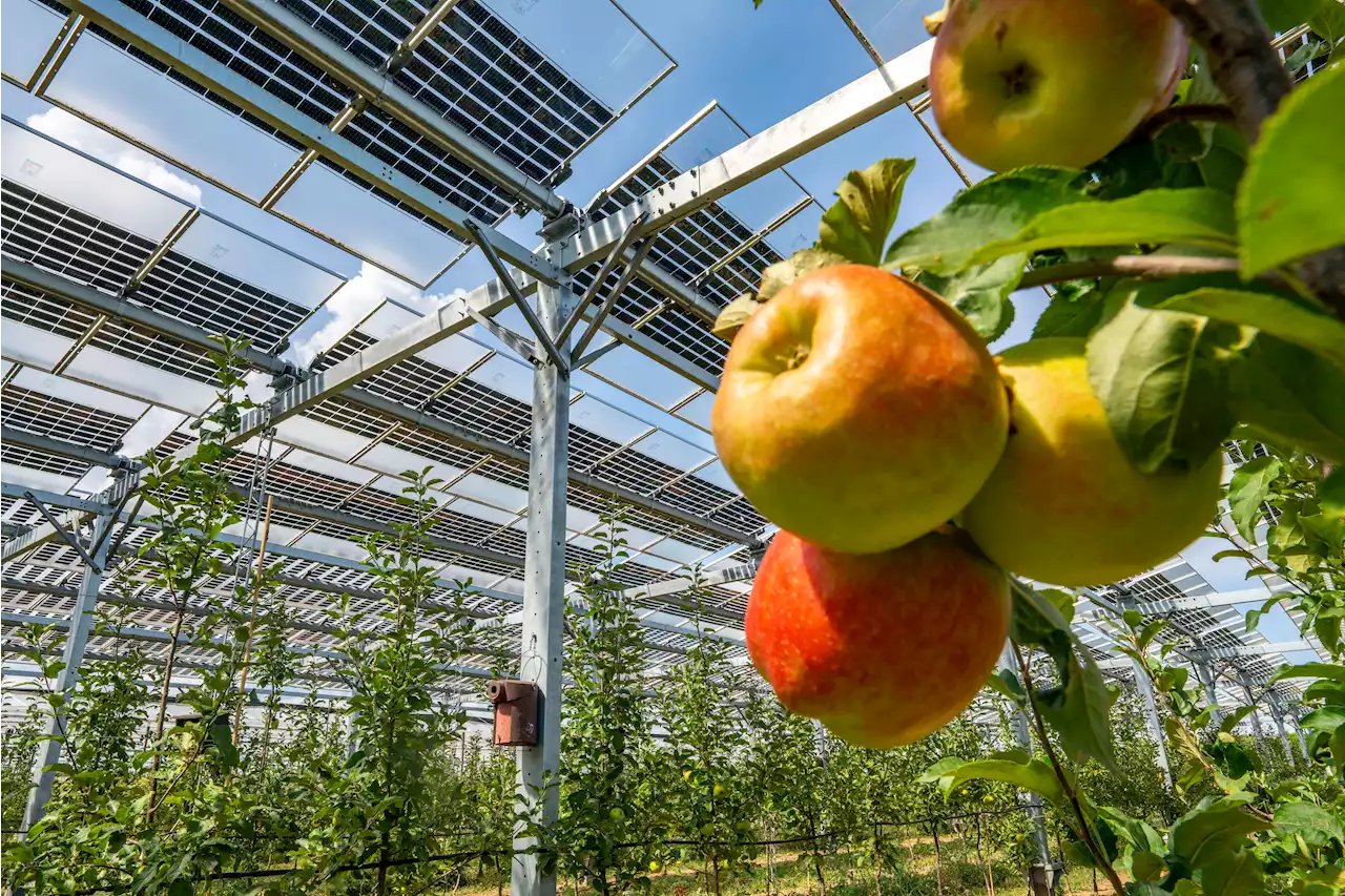 Strom und Speisen: Agri-PV als Baustein der Energiewende