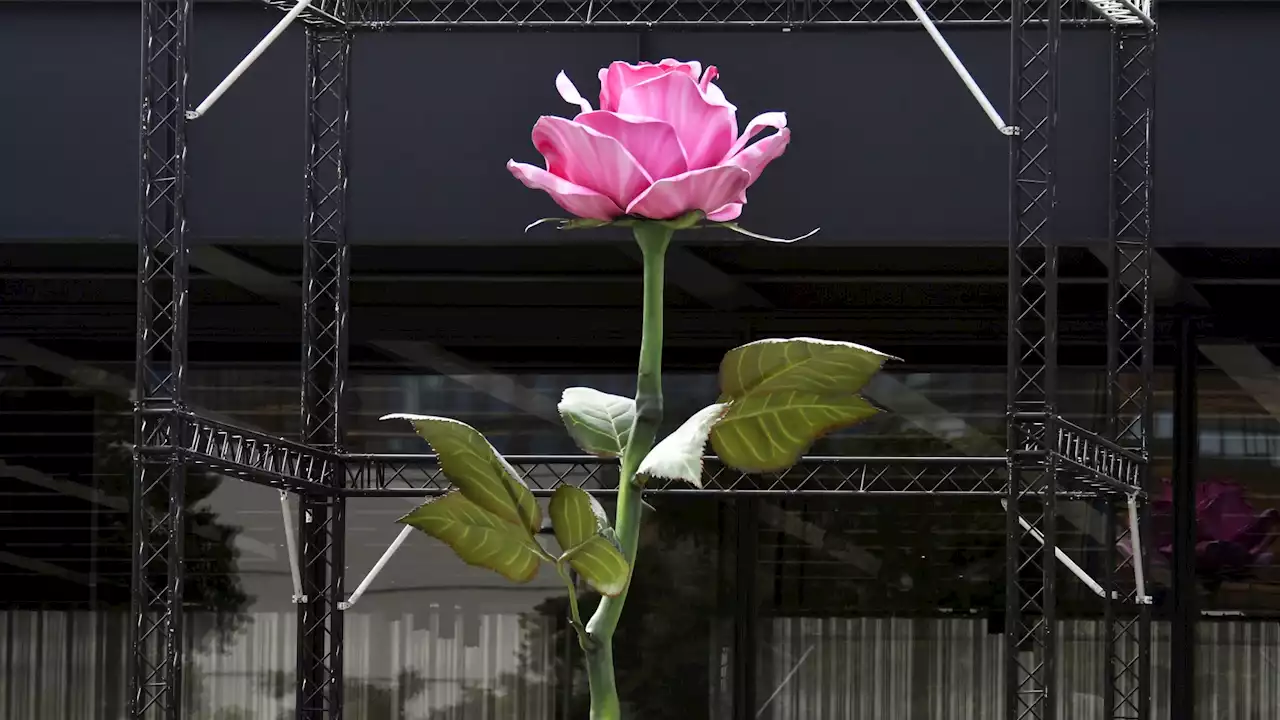 Darum blüht die Mega-Rose vor der Neuen Nationalgalerie