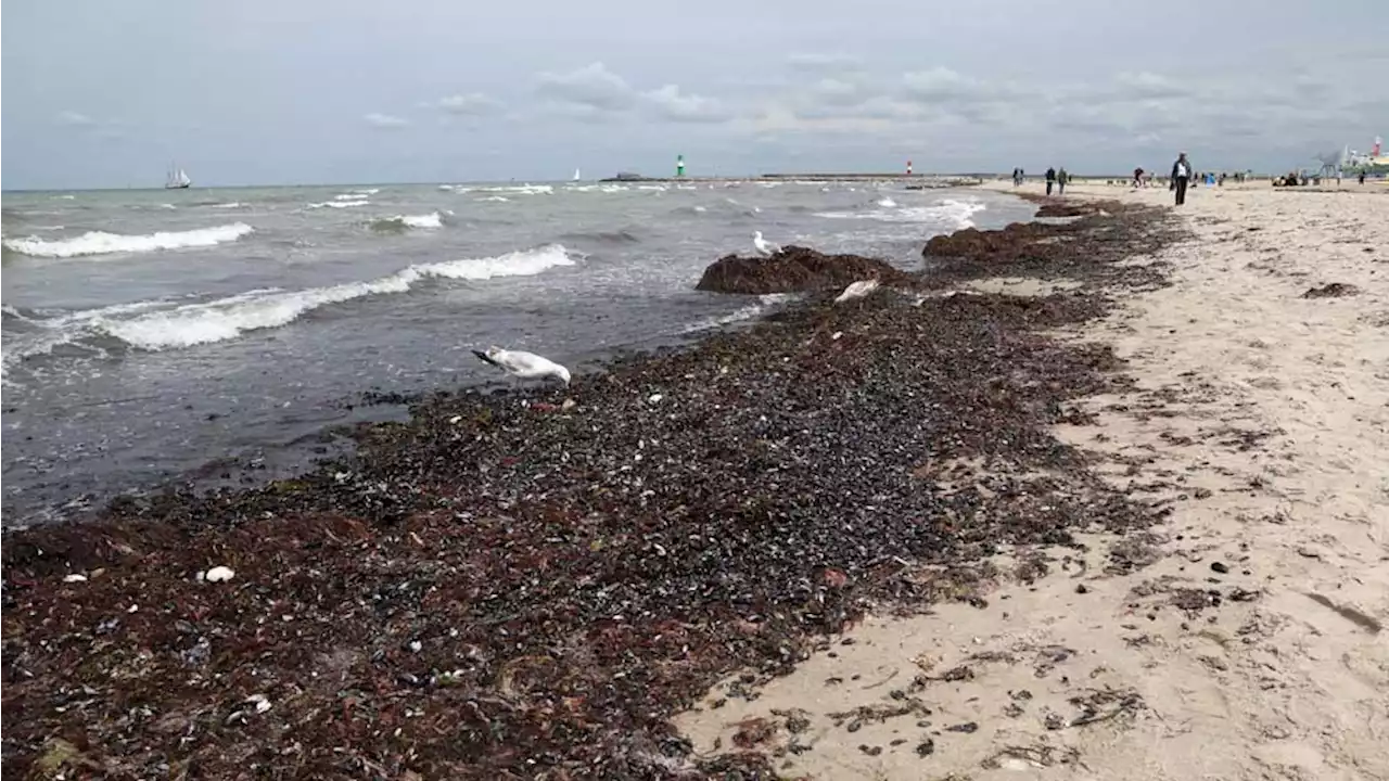 Stink-Alarm wegen Gammel-Algen an der Ostsee