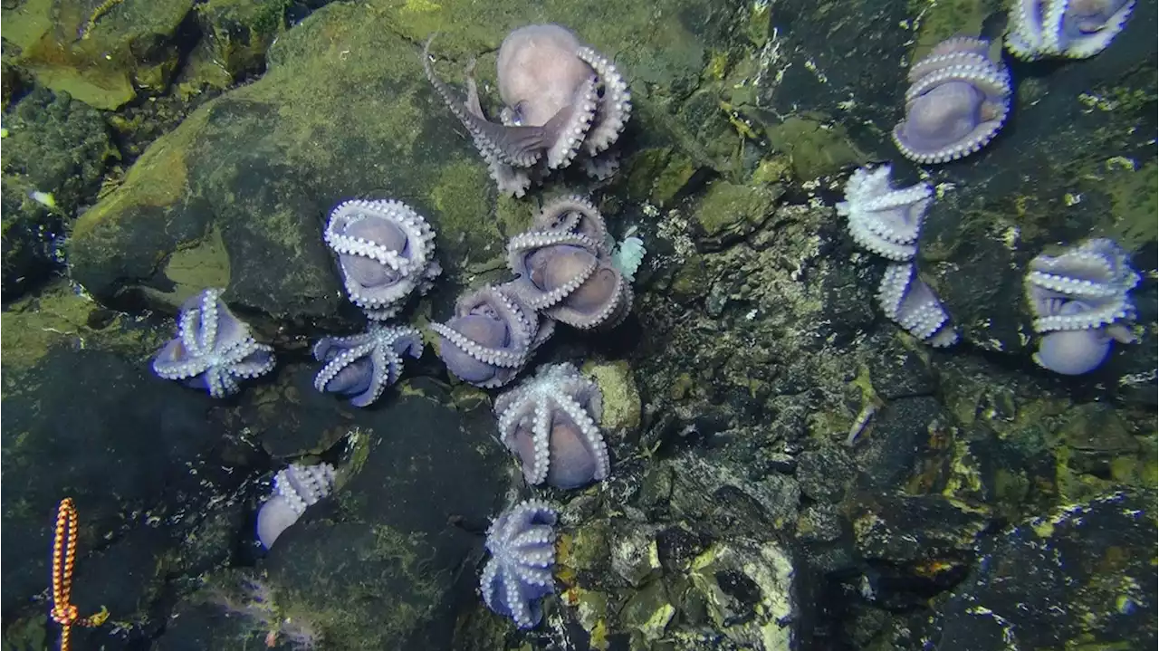 Em descoberta rara, pesquisadores acham berçário de polvo a cerca de 3 km de profundidade