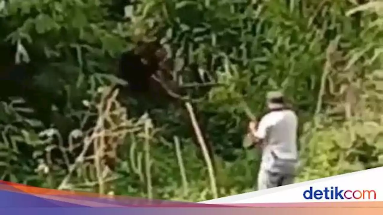 Beredar Video Warga Keroyok Beruang Madu Sampai Mati di Pagar Alam