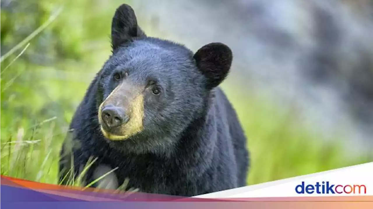 Beruang Madu Dipukuli Warga Saat Polisi Salat Jumat