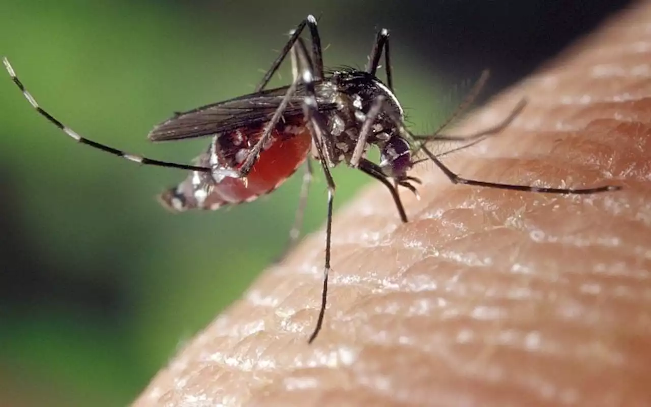 Tiada pelepasan nyamuk Aedes berWolbachia di N Sembilan, kata kementerian