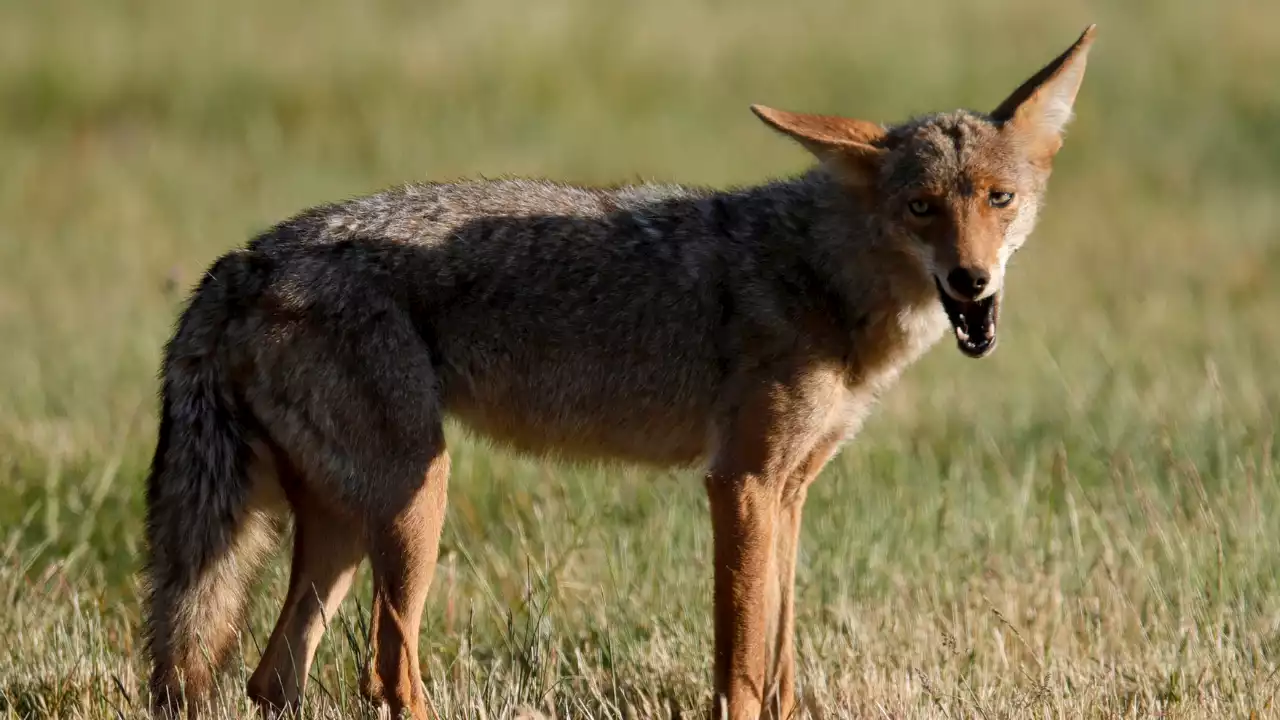 New Jersey officials warn of 'aggressive coyote' on the prowl after multiple attacks, including a child