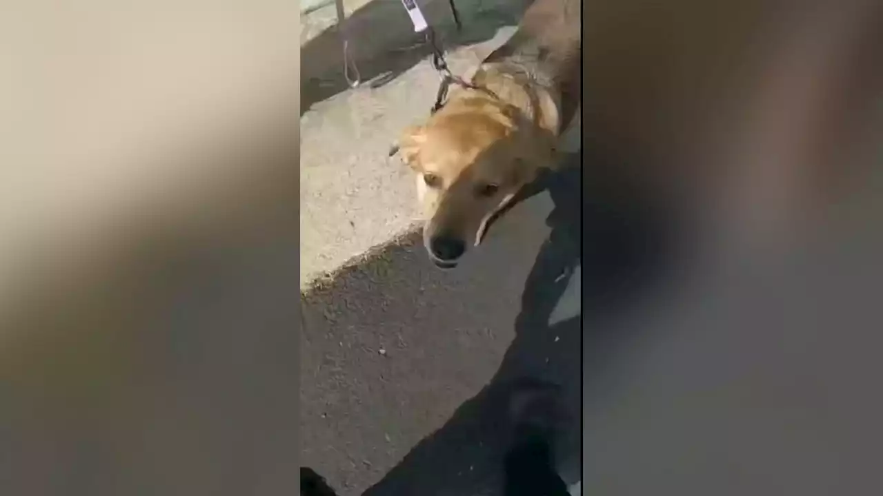 Police bodycam shows frantic rescue of three dogs from house fire in Fairfax County, Virginia