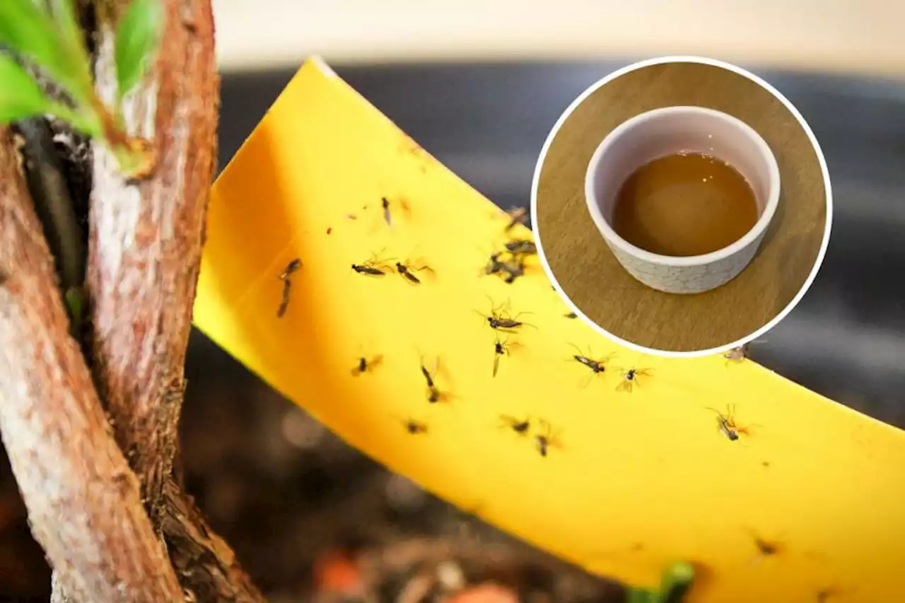 I figured out how to stop flies invading my home with this cheap vinegar hack