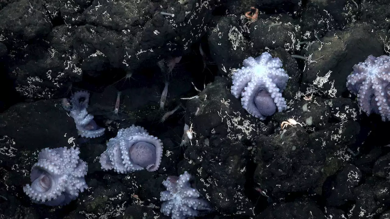 Third ever deep-sea octopus nursery discovered in Costa Rica