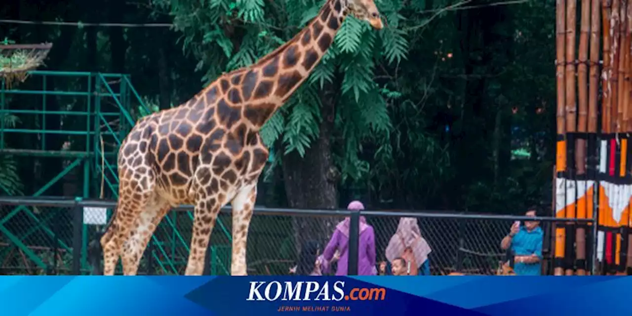 Prakiraan Cuaca di Surabaya Hari Ini 1 Juli 2023 : Pagi Cerah Berawan, Malam Hujan Ringan