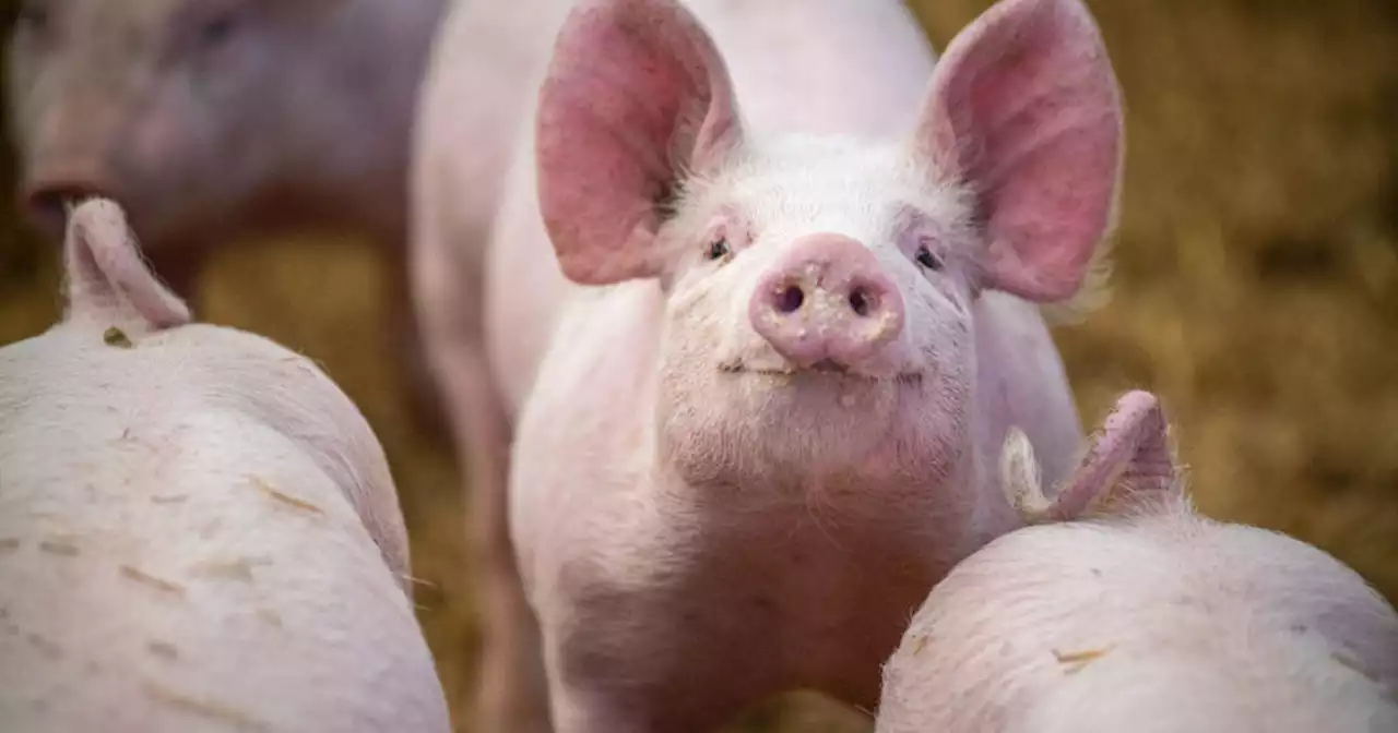 California bacon law takes effect but pork from farms using cages will still be on shelves