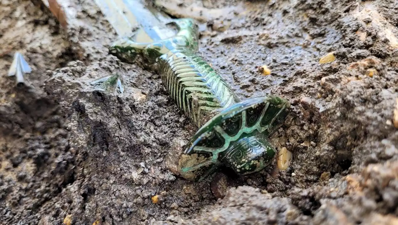 'L'état de conservation est extraordinaire' : une éblouissante découverte en Allemagne fascine les archéologues