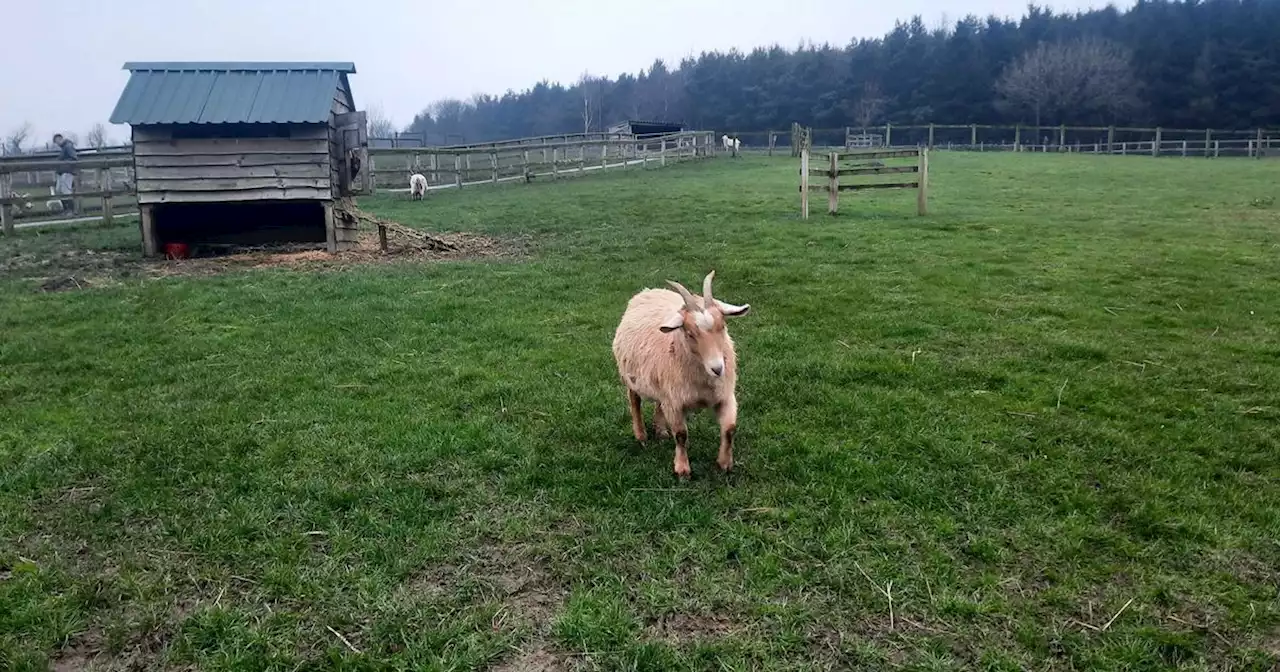 'Best' Leeds farm where you can visit and feed the animals for just £1