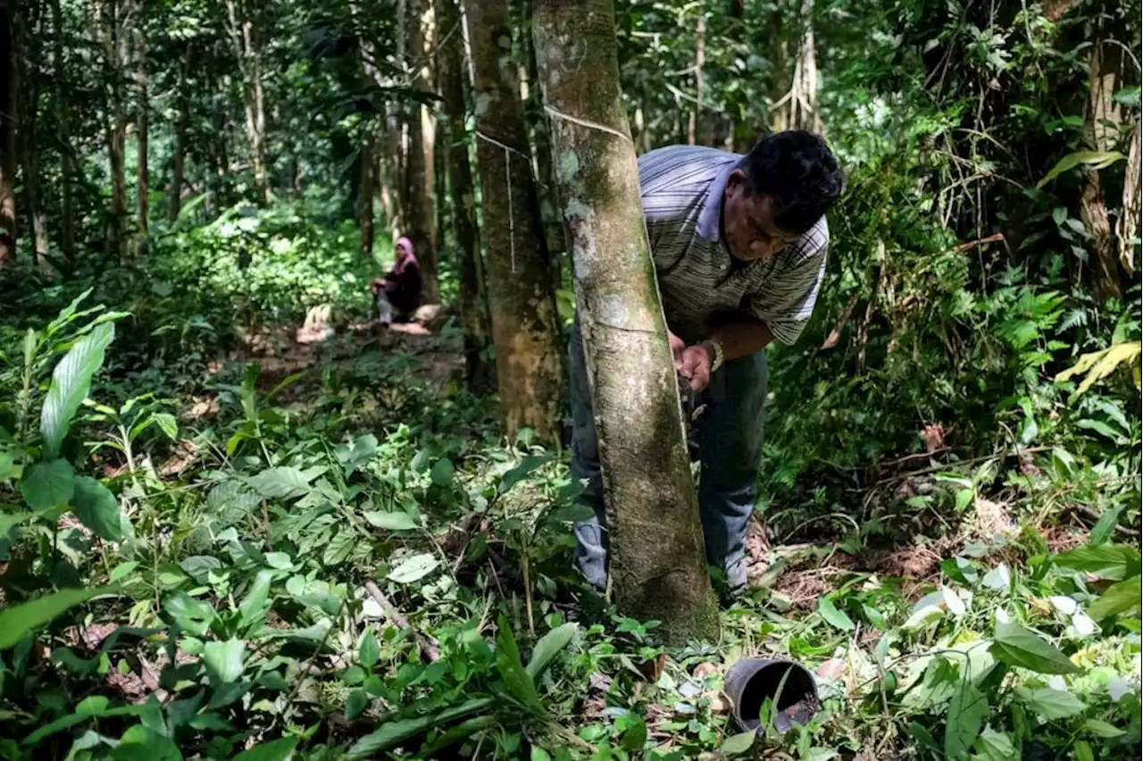 Board says rubber smallholders will receive production incentive this month | The Malaysian Insight