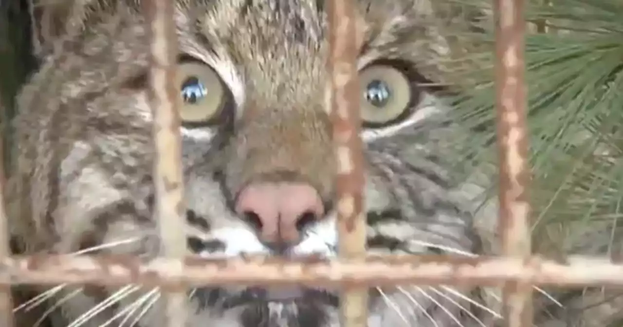 Bobcat attacks camp leader sleeping in hammock in Connecticut