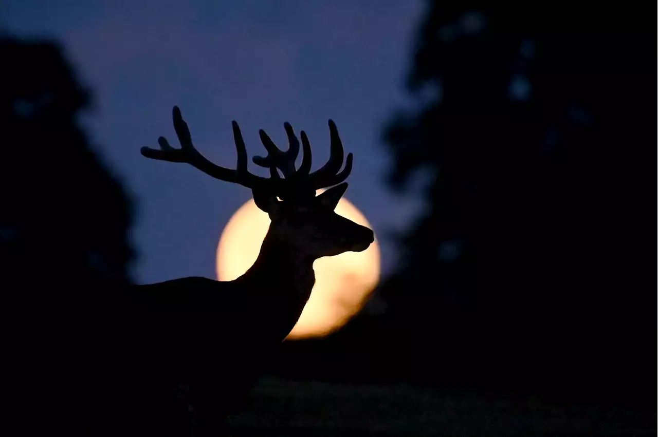 July buck supermoon: first supermoon of 2023 to happen Monday