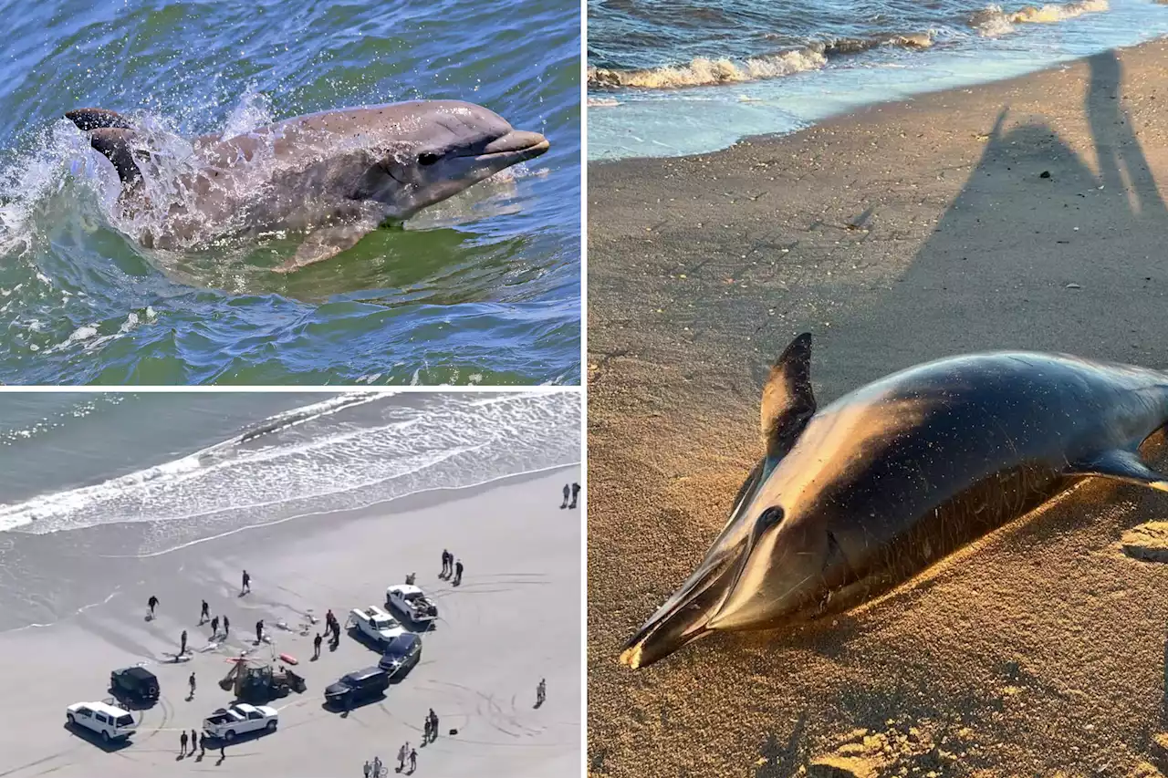 Three dolphins die after being found mysteriously on Jersey Shore