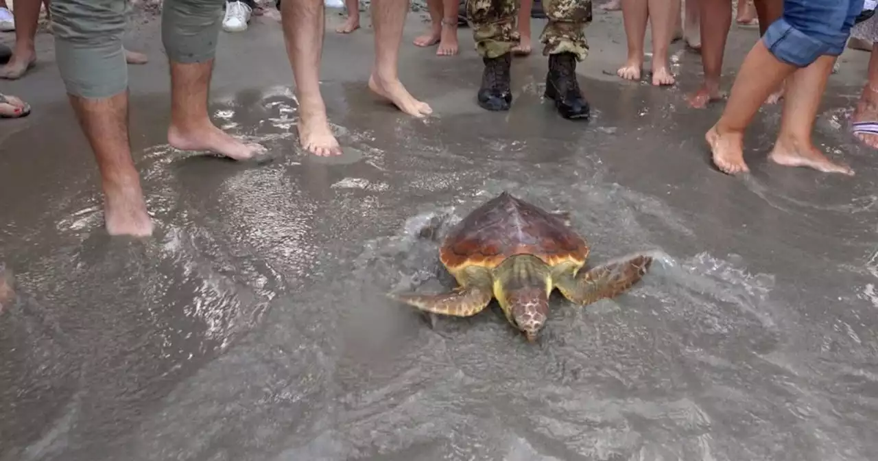 Salvata dalla plastica, torna in mare la tartaruga Olivia