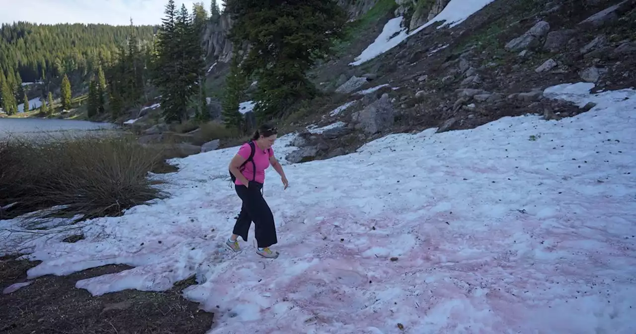 ‘Watermelon snow’ piques curiosities in Utah after abnormally wet winter