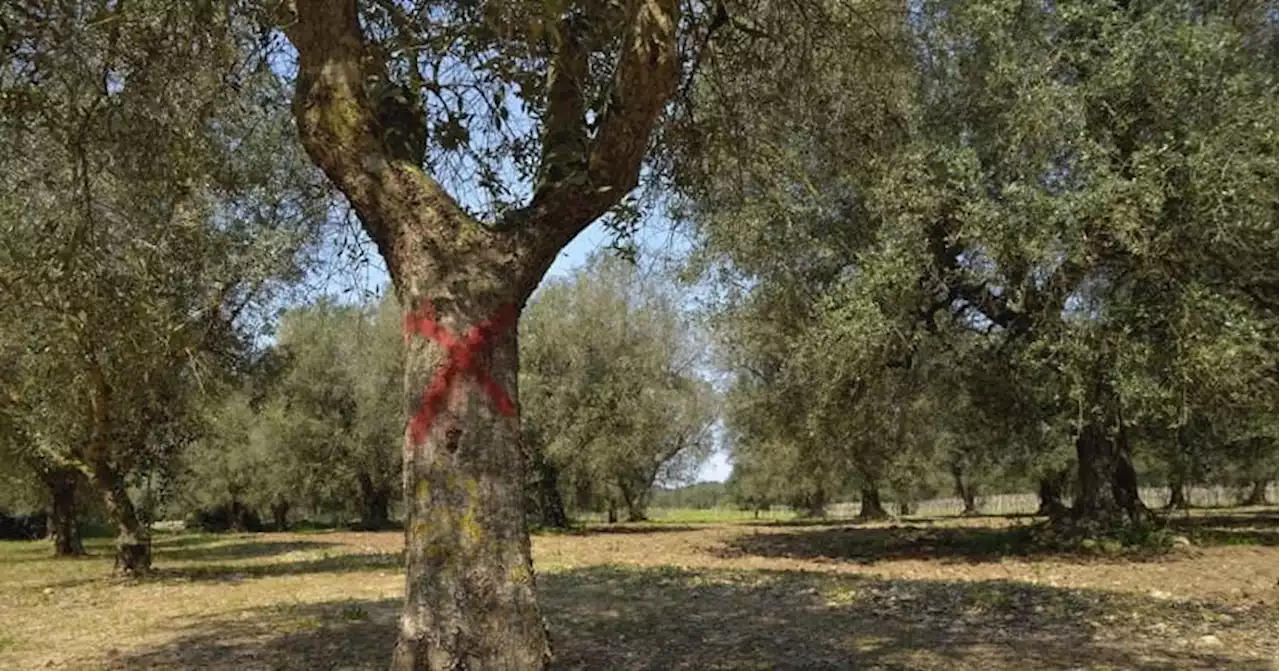 Dalla Xylella alla siccità un settore in trincea