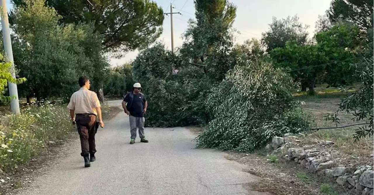 «Ulivi tagliati nel barese a chi non paga il pizzo»