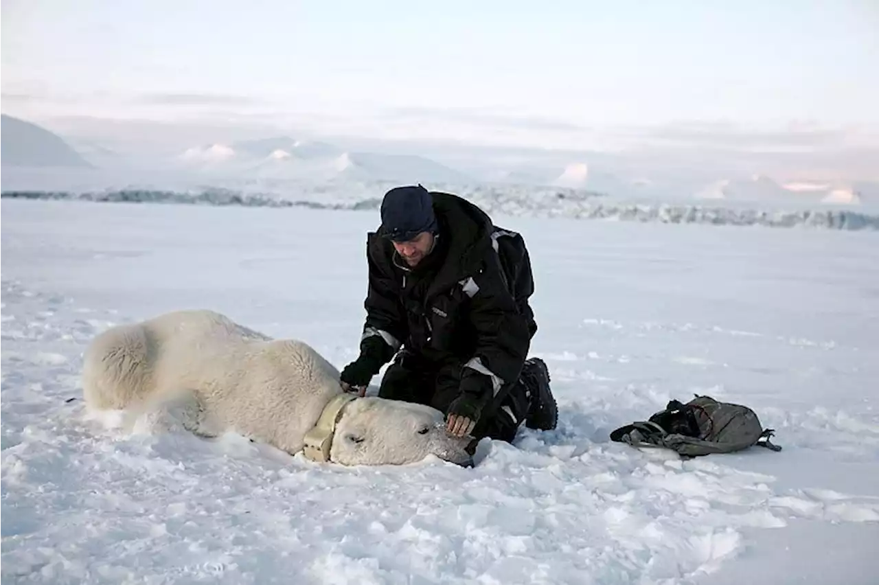 Polar bears face new twin threat