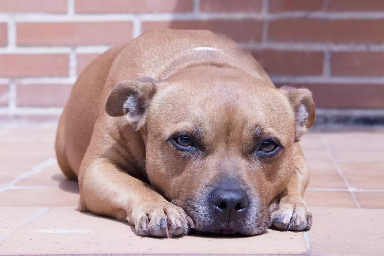 Vet's urgent warning explaining just why hot weather could be deadly for dogs