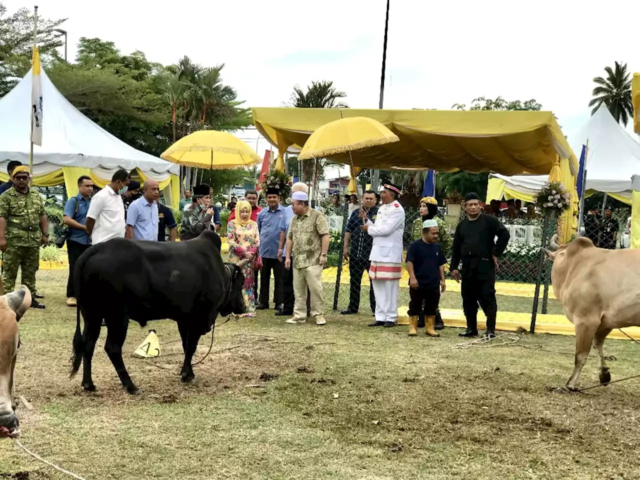 Sultan Kelantan kurnia tiga ekor lembu seberat 300kg untuk korban