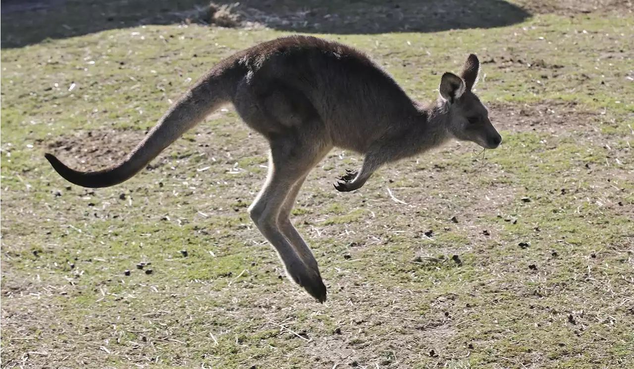 Runaway kangaroo rescued from an interstate median in Kansas