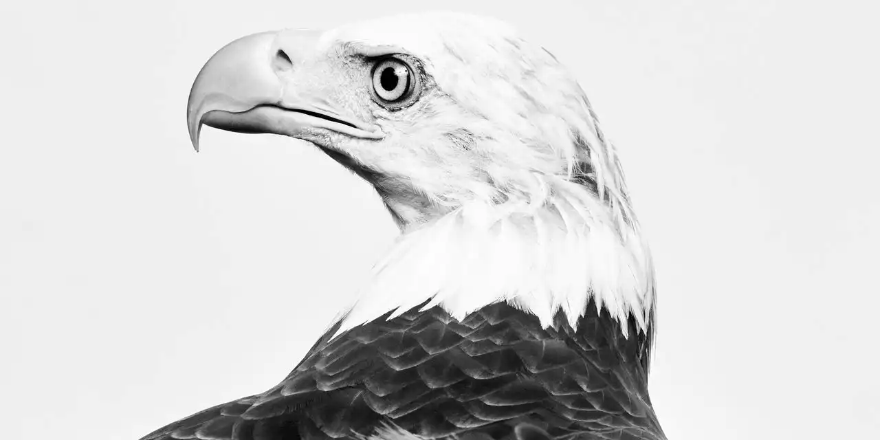 Essay | How the Eagle Became an Emblem of American Freedom