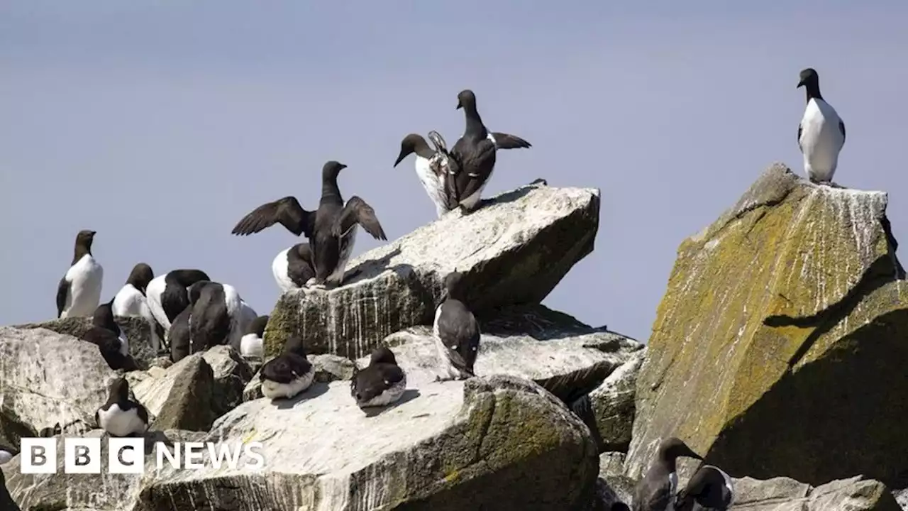 Treshnish Isles given protection of National Trust for Scotland