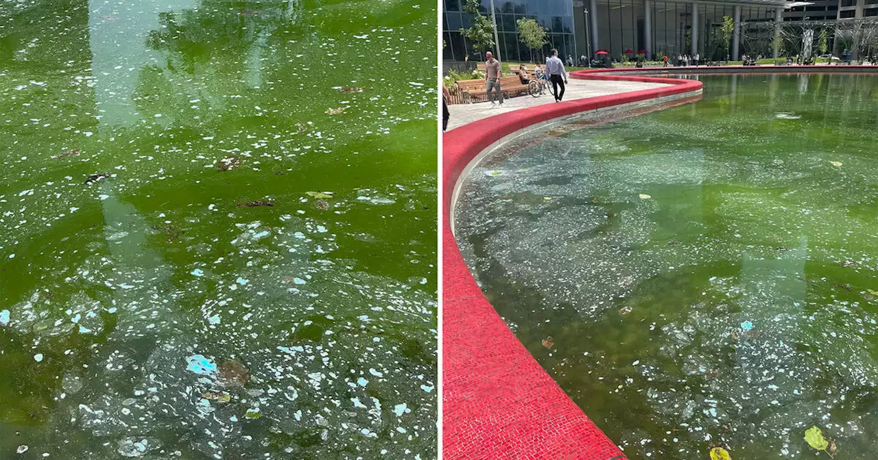 New Toronto park's pond already looks disgusting just weeks after opening