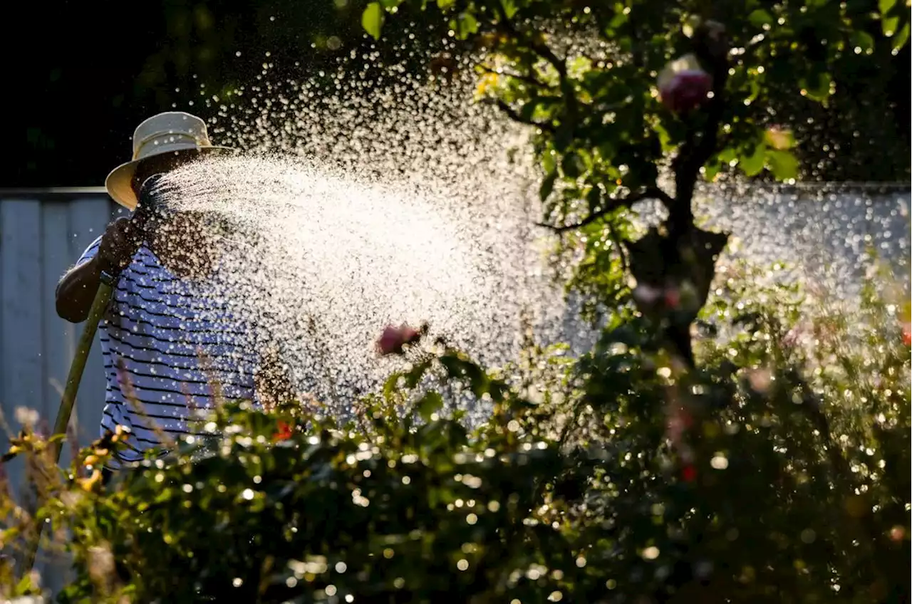 Außergewöhnlich heißer August? Wie Sommer-Prognosen entstehen