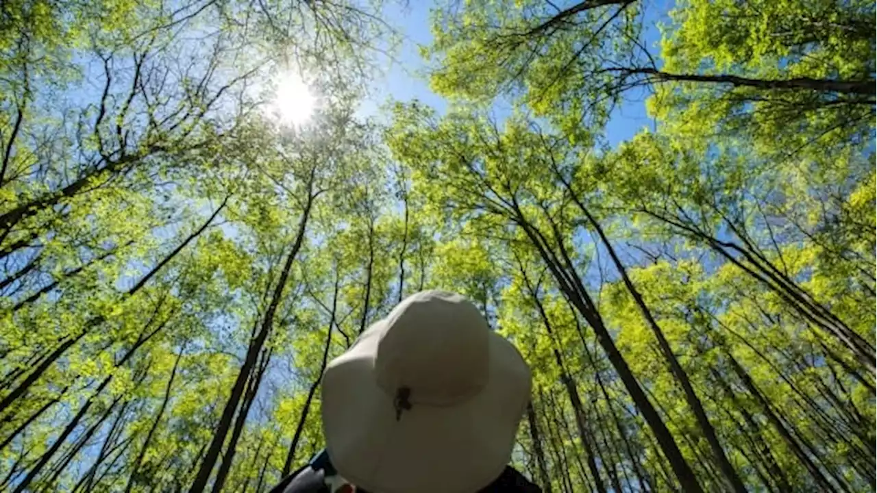 Report suggests nature restoration matters most right near where people live | CBC News