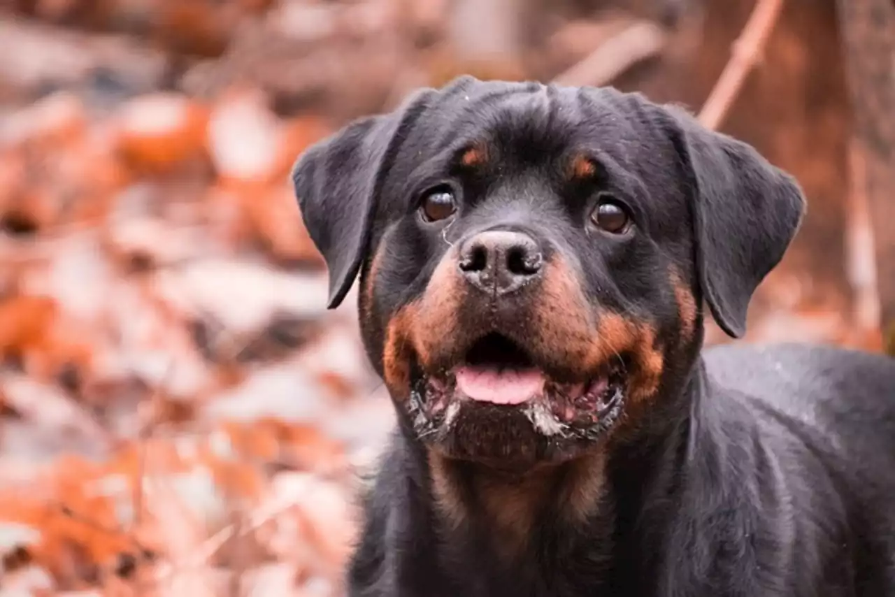 Eure : un chien retrouvé avec un objet glaçant dans le crâne - Closer