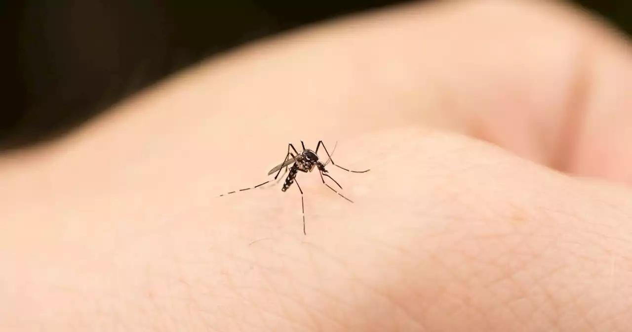 Dallas reports first human case of West Nile Virus this year