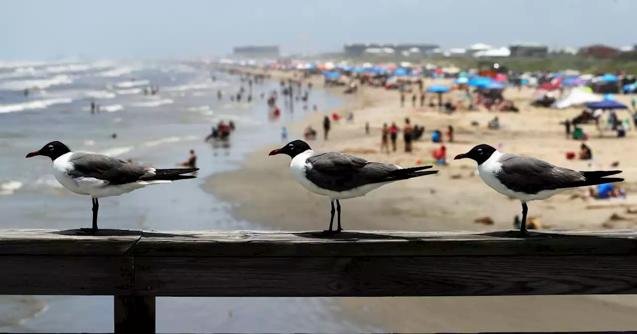 Most Texas beaches pose safety risks due to high fecal bacteria levels, report says