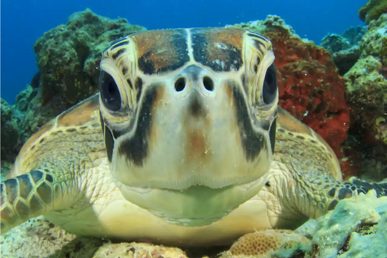 Why Are Sea Turtles Endangered and How Can We Save Them?