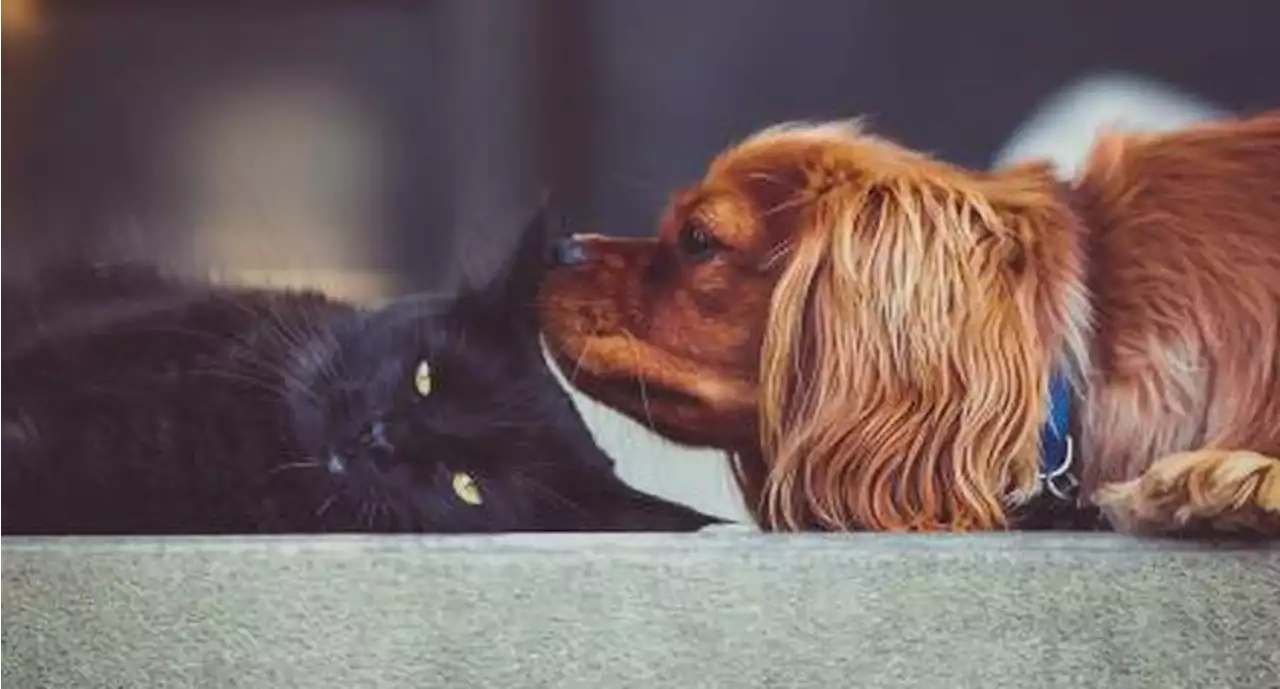 Así será el proyecto 'Ciudad de los Perros y de los Gatos' para la recuperación física y mental de las mascotas | El Universal