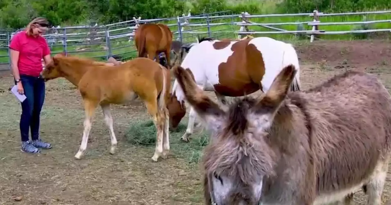 Utah nonprofit gives forgotten horses, donkeys new lease on life