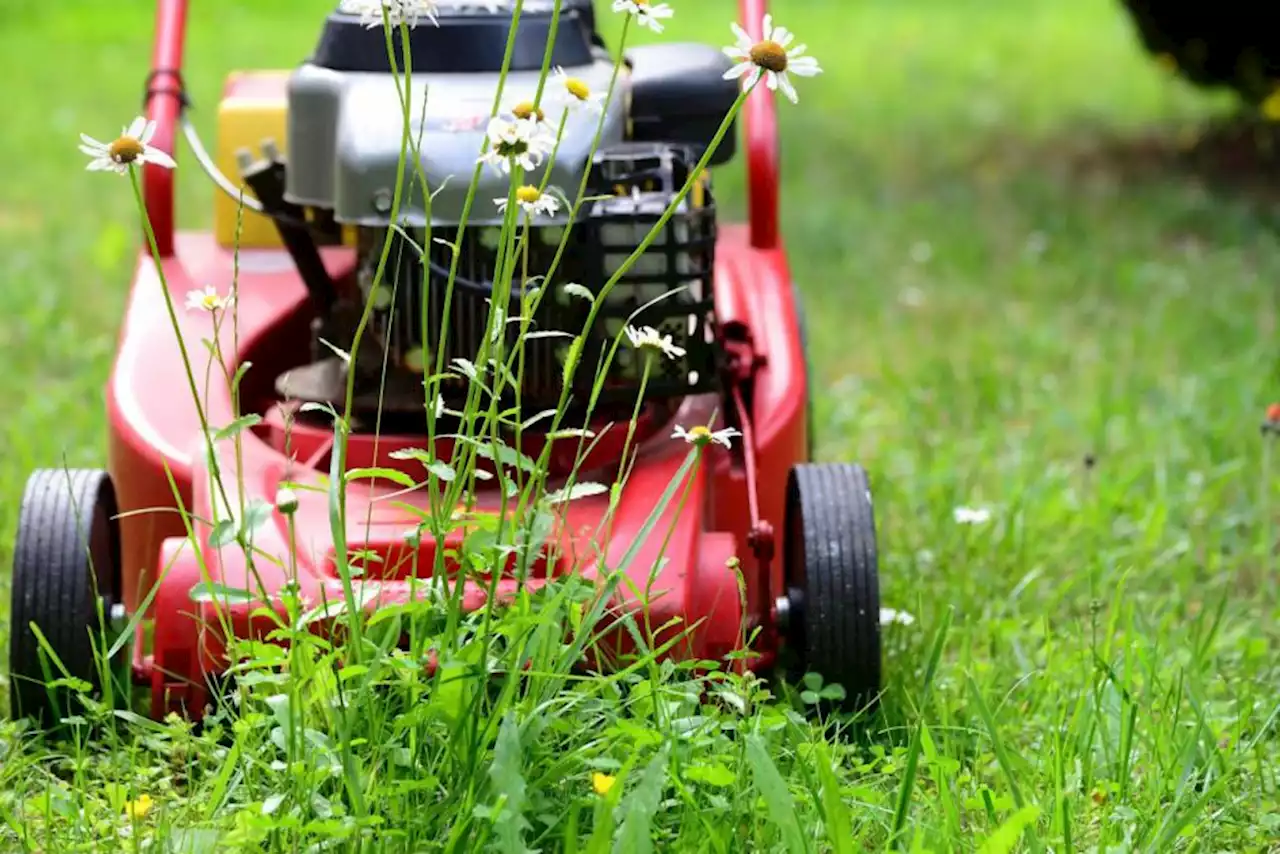 Councillor threatened to cut grass in Glasgow park herself